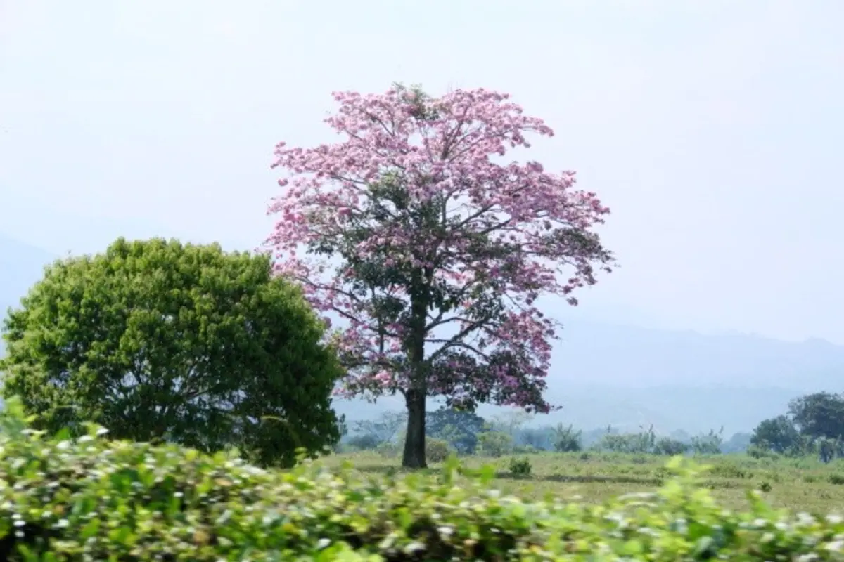 Jamundí, Valle del Cauca